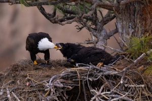 Bald-Eagle;Birds-of-Prey;Eagle;Haliaeetus-leucocephalus;Nest;Nesting;chick;chick